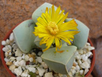 Lapidaria margarethae