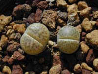 Lithops karasmontana var. lericheana C 193