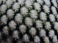 Mammillaria pectinifera SB 530 Tehuacan