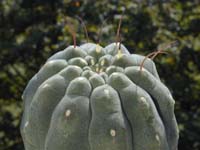 Matucana madisoniorum