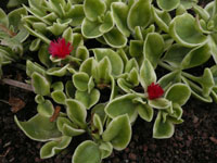 Mesembryanthemum cordifolium