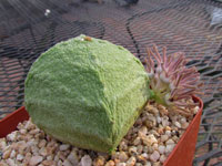 Pseudolithos cubiformis