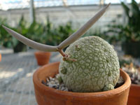 Pseudolithos migiurtinus