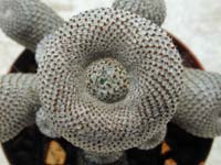 Rebutia heliosa