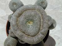 Rebutia heliosa