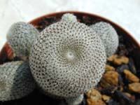 Rebutia heliosa