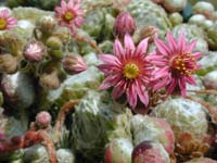 Sempervivum arachnoideum var. tomentosum