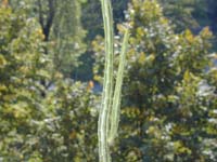 Senecio stapeliaeformis subsp. Minor