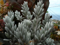 Senecio haworthii