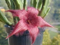 Stapelia hirsuta