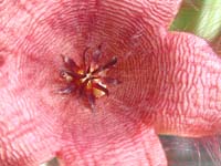 Stapelia hirsuta