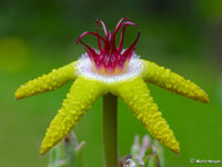 Stapelia flavopurpurea