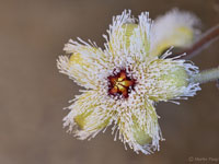 Stapelia glanduliflora