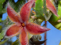 Stapelia hirsuta var. tsomoensis