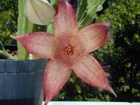 Stapelia lepida