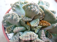 Titanopsis calcarea