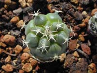 Turbinicarpus lophophoroides