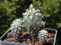 Turbinicarpus lophophoroides