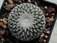 Turbinicarpus pseudopectinatus