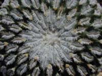 Turbinicarpus pseudopectinatus