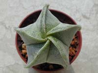 Astrophytum myriostigma