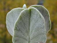 Astrophytum myriostigma