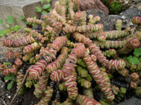 Crassula rupestris subsp. marnieriana