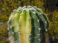 Echinopsis Maes gold