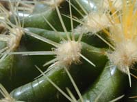 Echinocactus grusonii