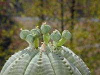 Euphorbia obesa