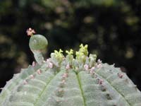 Euphorbia obesa