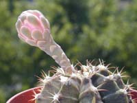 Gymnocalycium mihanovichii var. friedrichii albiflorum