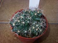 Coryphantha echinus SB391