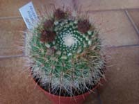 Parodia agnetae DV8