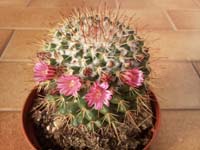 Mammillaria pettersonii