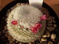 Mammillaria lanata