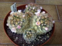 Mammillaria carmenae