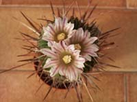 Stenocactus crispatus