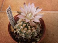 Gymnocalycium bruchii