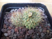 Mammillaria crinita ssp. wildii