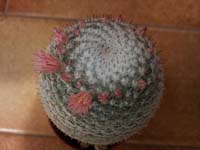 Mammillaria pseudoperbella ?