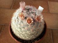 Mammillaria candida