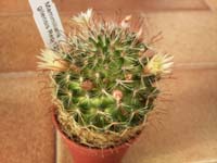 Mammillaria gilensis Rep. 1257