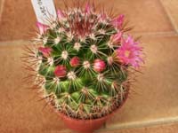 Mammillaria centraliplumosa Rep. 291