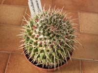 Mammillaria compressa