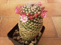 Mammillaria matudae