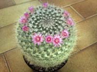 Mammillaria hahniana