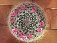 Mammillaria hahniana