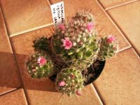 Mammillaria vetula ssp. gracilis