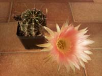 Echinopsis sp.